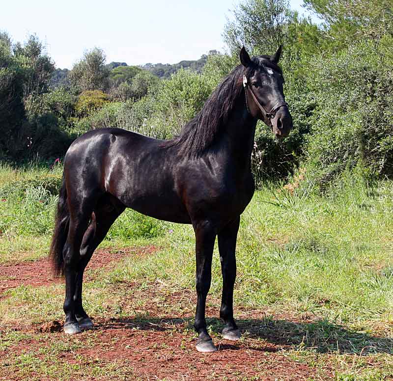 Montage - hermosos caballos