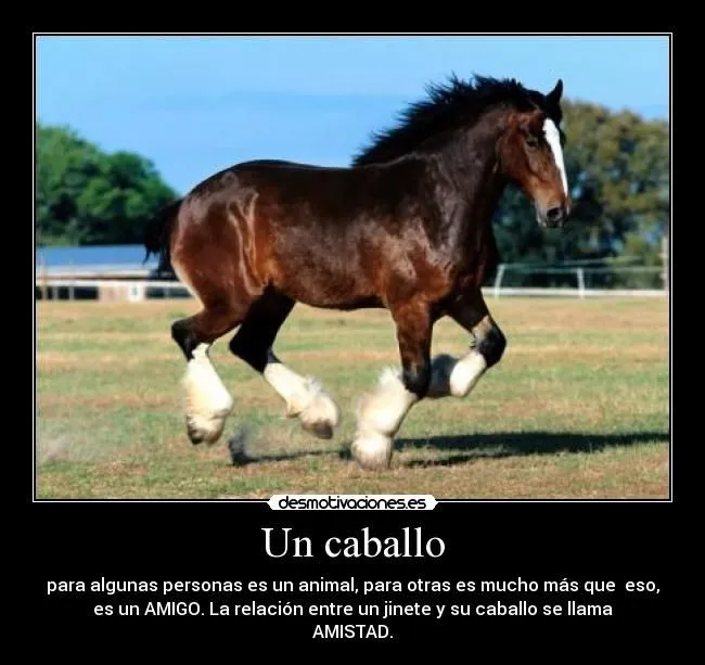 montar a caballo frases - Buscar con Google | Ranch | Pinterest