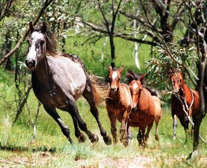 Vamos a montar a caballo | Soñando despierta