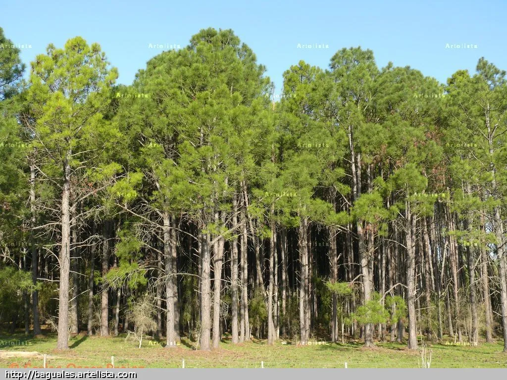 monte de pinos CARLOS OSCAR PREISZ - Artelista.