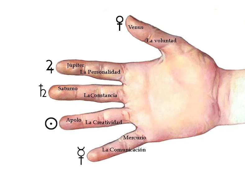 Los montes de los dedos de la mano y su cualidad. | Quiromancia ...