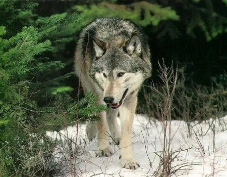 moonlight: lobos! informacion basica