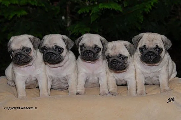 Mops Welpen VDH - Mops Züchter in Baden-Württemberg Mopszucht im ...