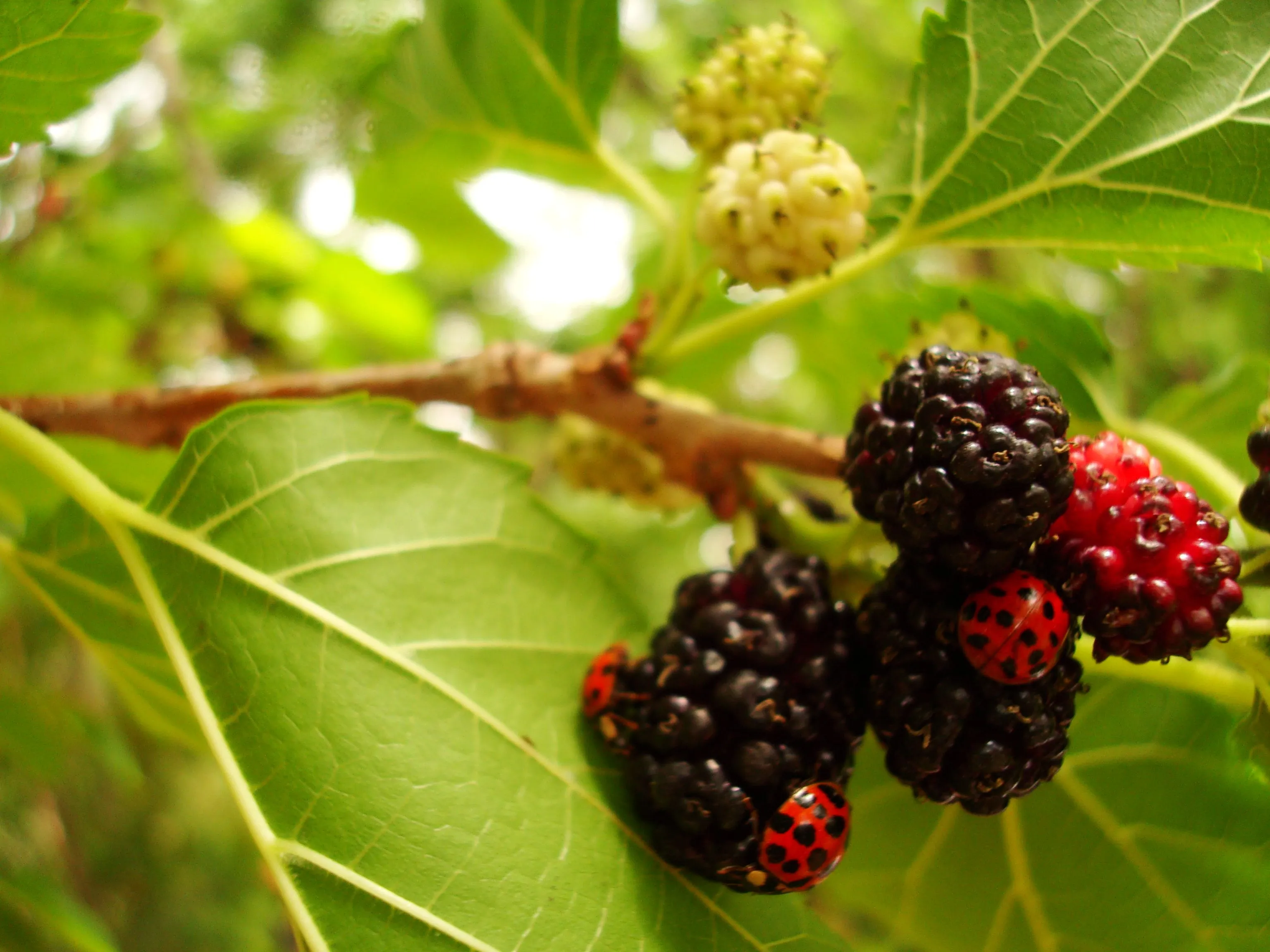 Moras y Catarinas | Flickr - Photo Sharing!