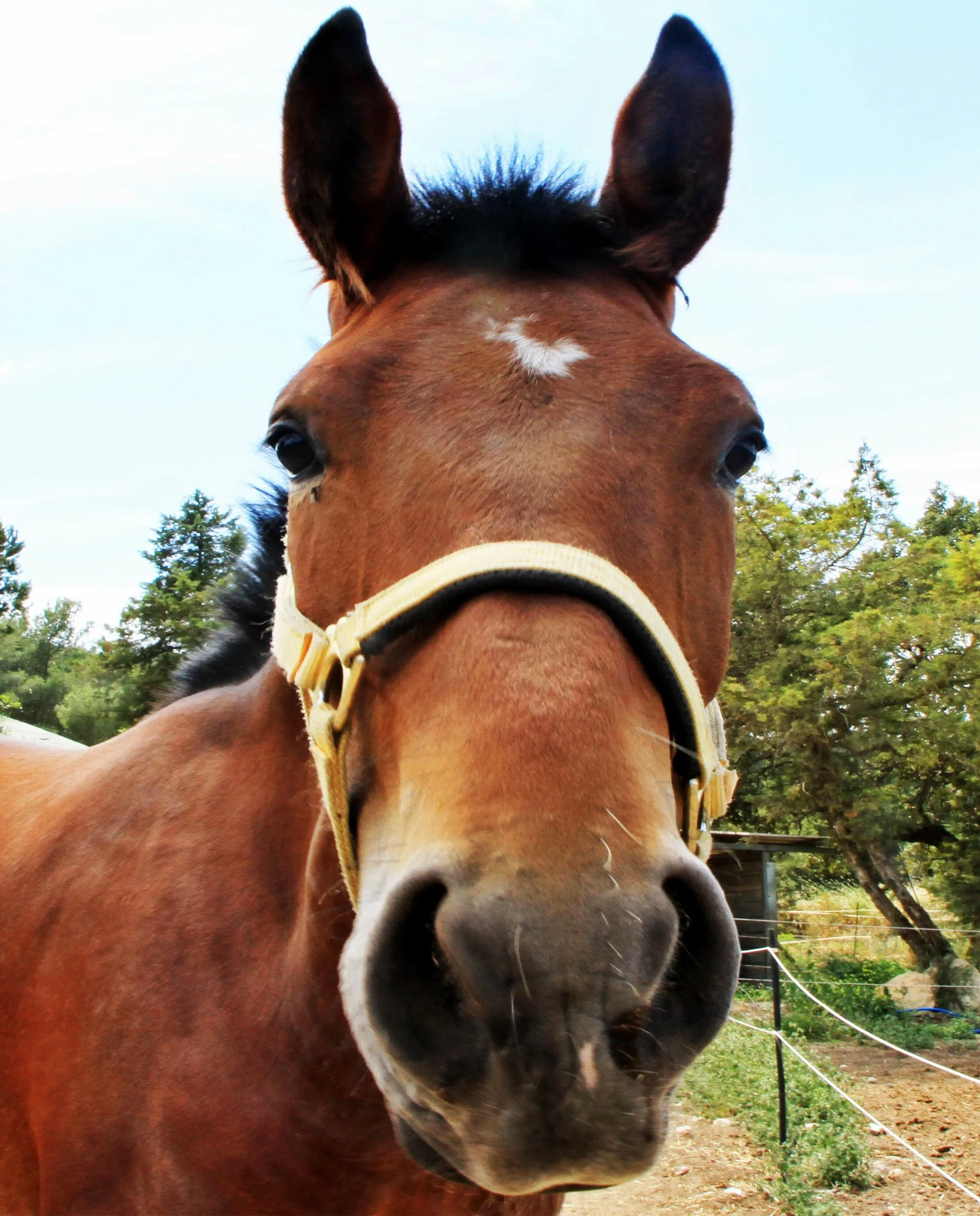 Cara de caballo - Imagui