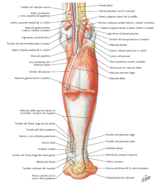 MORFOFISIOLOGÍA I: ANATOMÍA