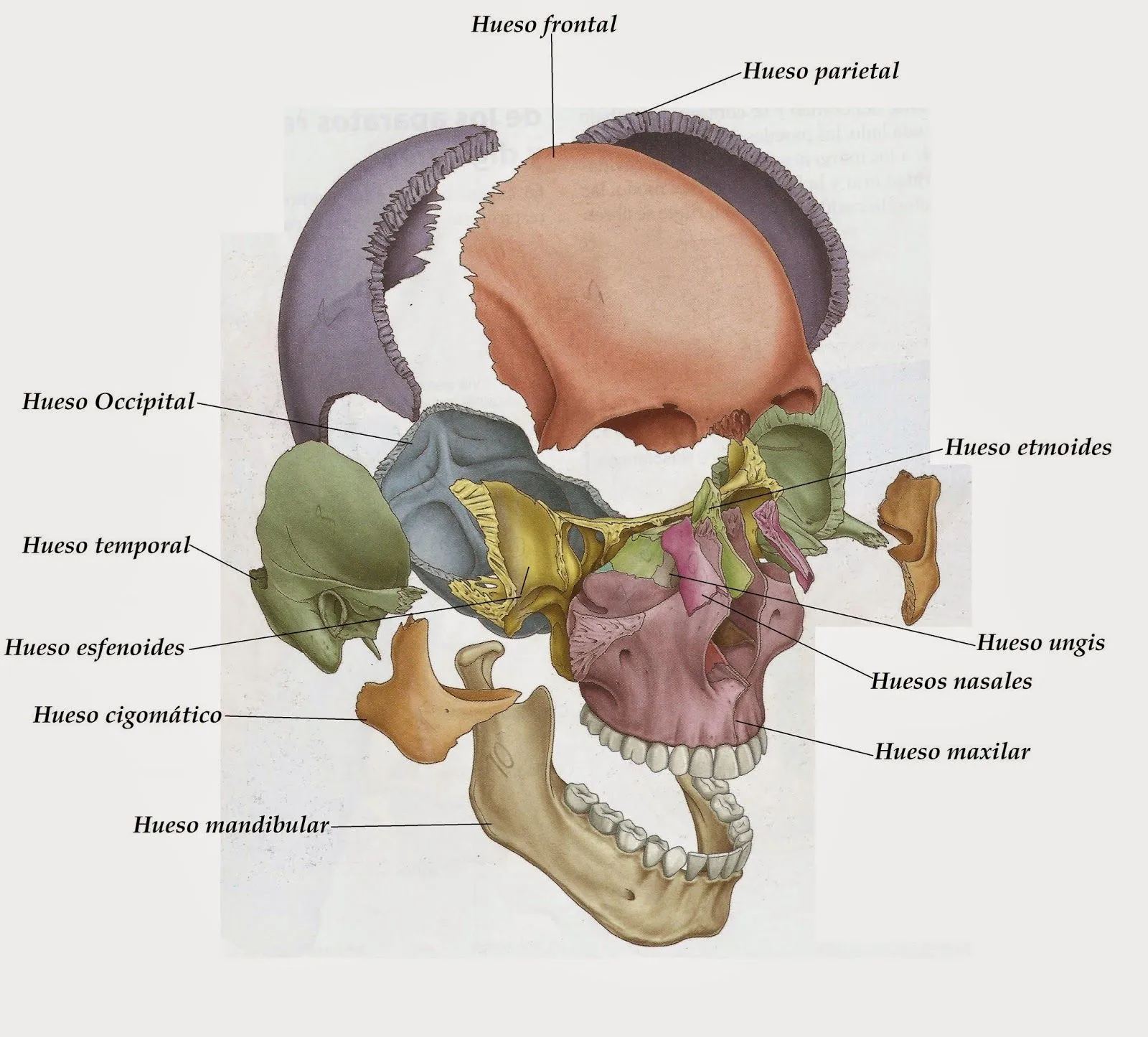 MORFOFISIOLOGÍA I: ANATOMÍA