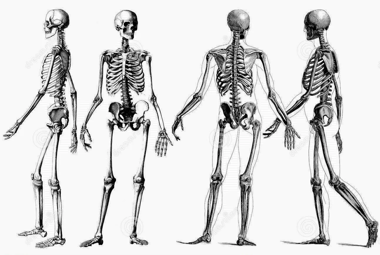 Morfofisiologia - Osteologia