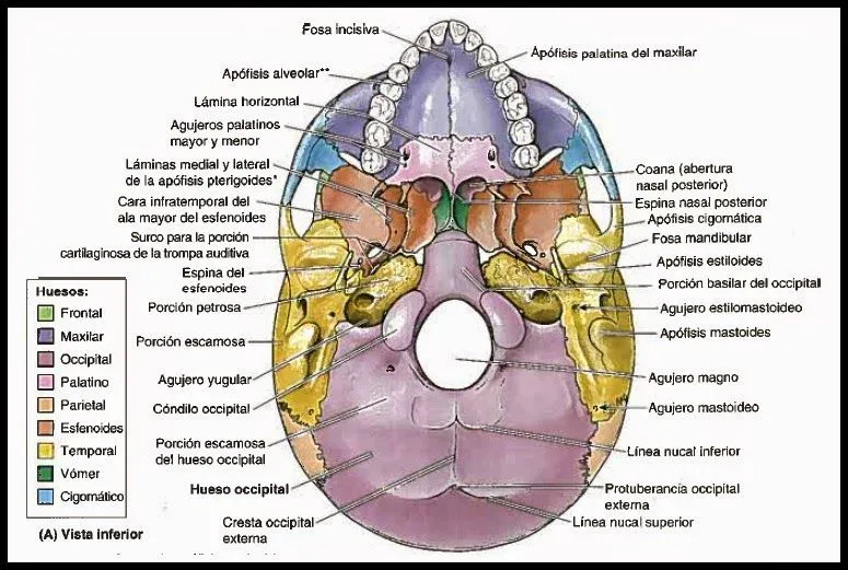 Morfofisiologia - Osteologia: CRÁNEO