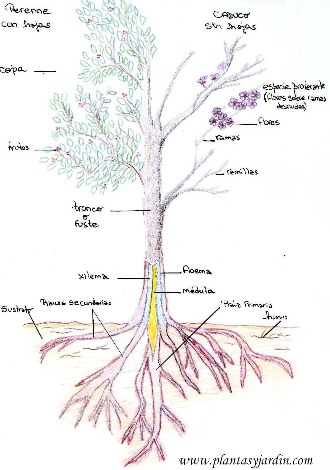 La Morfología del Árbol | Plantas y Jardín