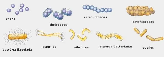 Morfología de las bacterias | saldana