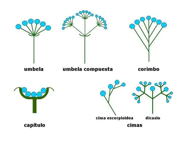 Morfología: inflorescencia