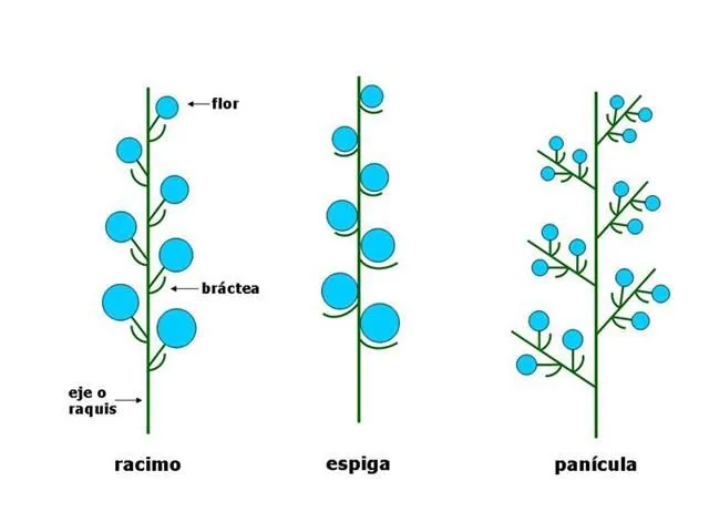 Morfología: inflorescencia