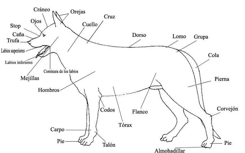 Morfología de los perros