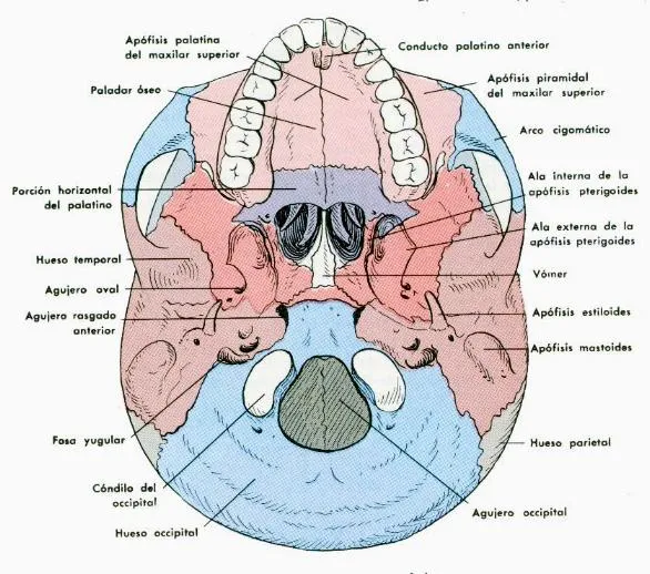 MORFOLOGIA_ANATOMIA 2 UTESA: Forámenes de la Base del Cráneo