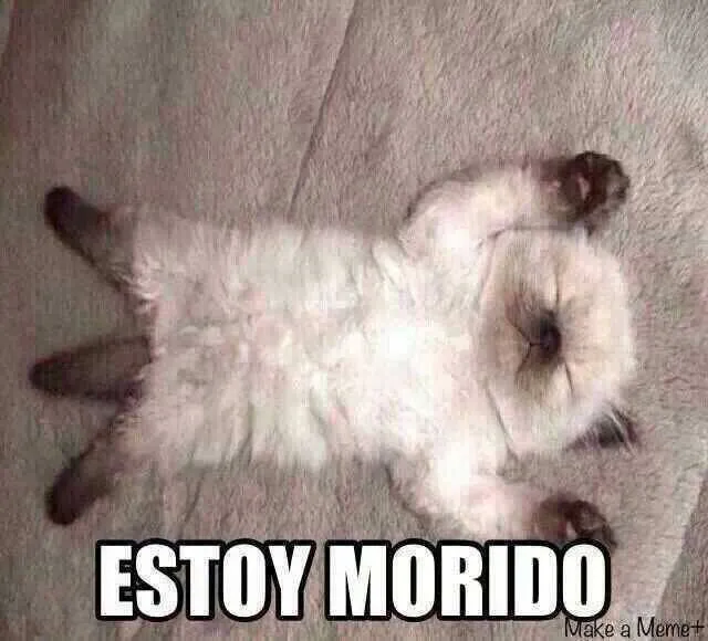 Estoy Morido | MEMES | Pinterest