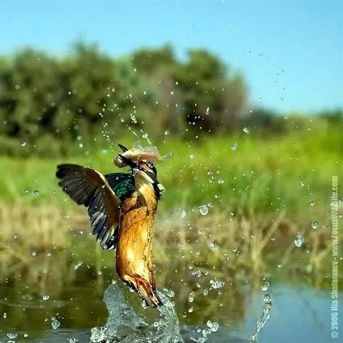 Morir devorados | MISTERIOSO ó SOBRENATURAL