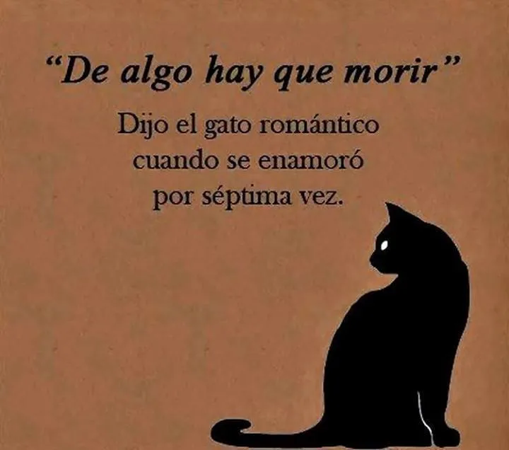 De algo hay que morir" Dijo el gato romántico - TnRelaciones