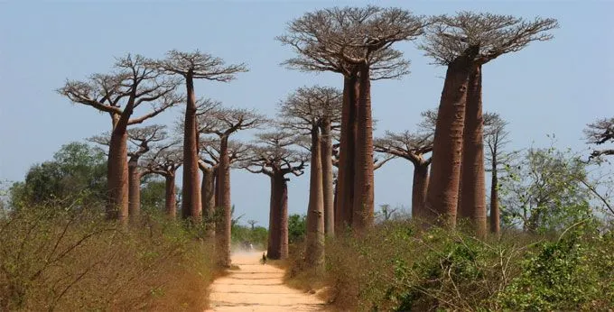 Morondava Avenida de Baobabs (Madagascar) - senderismo Morondava ...