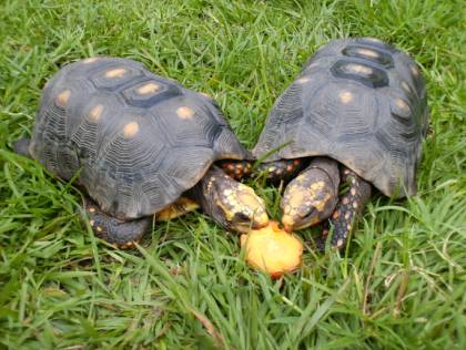 Fauna Venezolana | Tecnología al Servicio Educativo