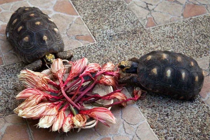 El morrocoy comeflor y la dama de la noche. | semillasdeacacia