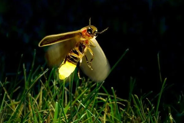 MOSAICOS PORTEÑOS: Acerca del bichito de luz perdido en la neblina