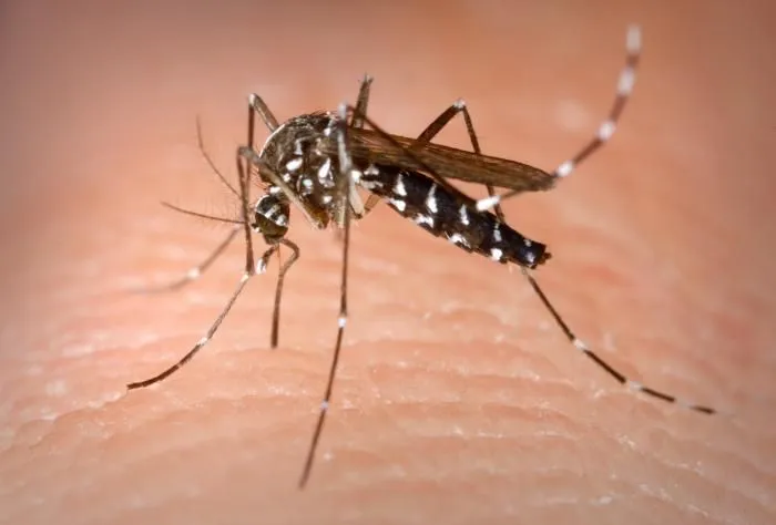 Mosquitos | Public Health and Medical Entomology | Purdue ...