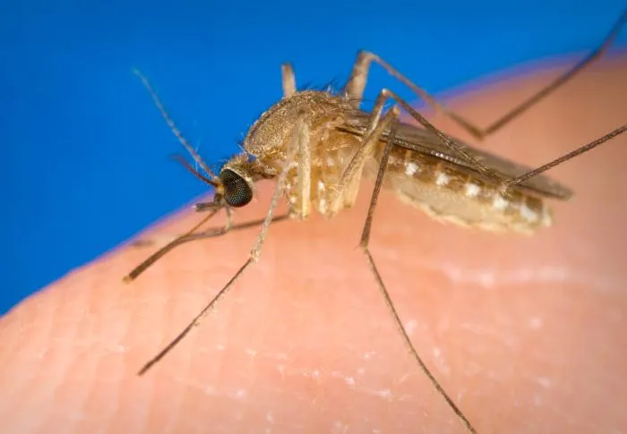 Mosquitos | Public Health and Medical Entomology | Purdue ...