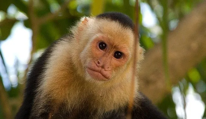 Motivos para no tener monos como mascotas