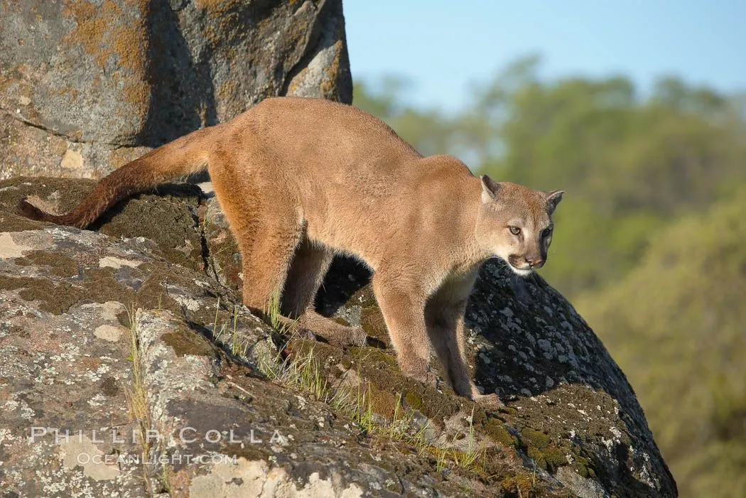 Mountain Lion Photos, Stock Photos of Mountain Lions, Puma ...