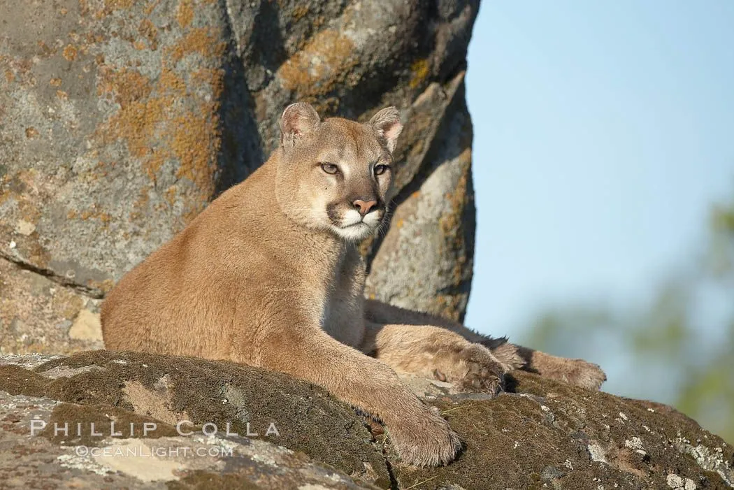 Mountain Lion Photos, Stock Photos of Mountain Lions, Puma ...