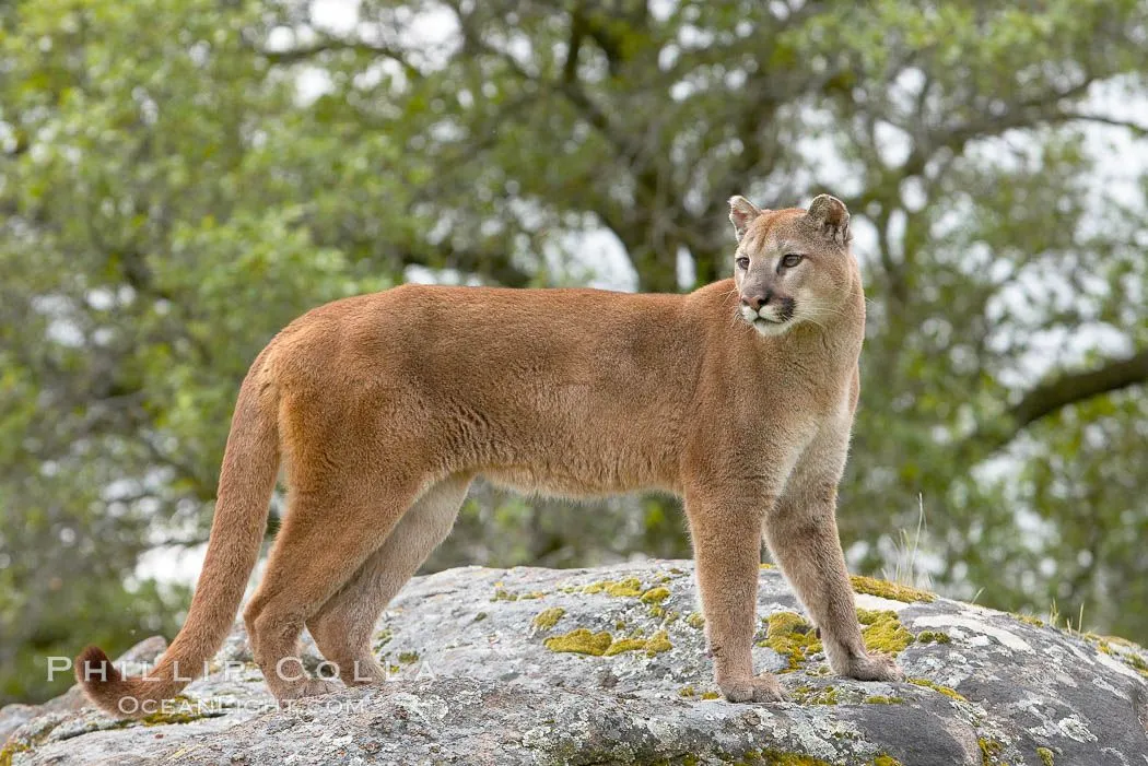 Mountain Lion Photos, Stock Photos of Mountain Lions, Puma ...