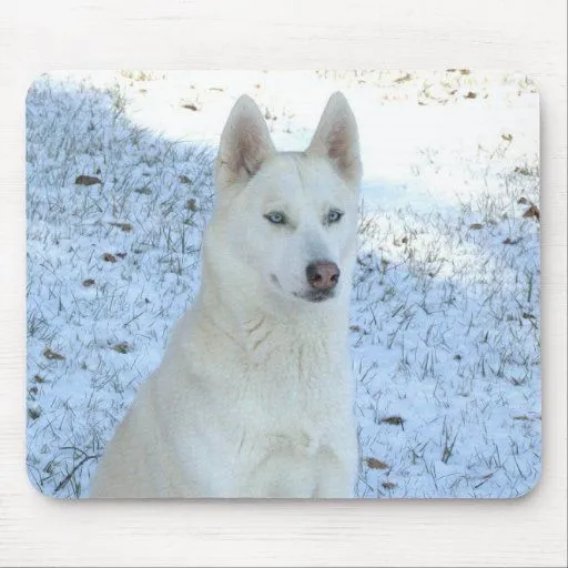 Mousepad blanco del husky siberiano alfombrilla de raton | Zazzle