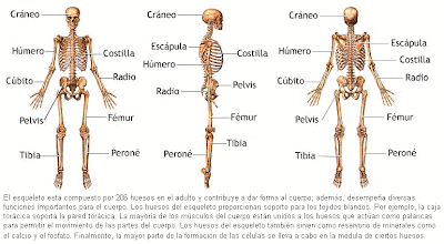 A MOVERTE : CUERPO HUMANO