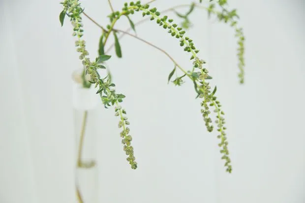 Móvil con plantas naturales - Guía de MANUALIDADES