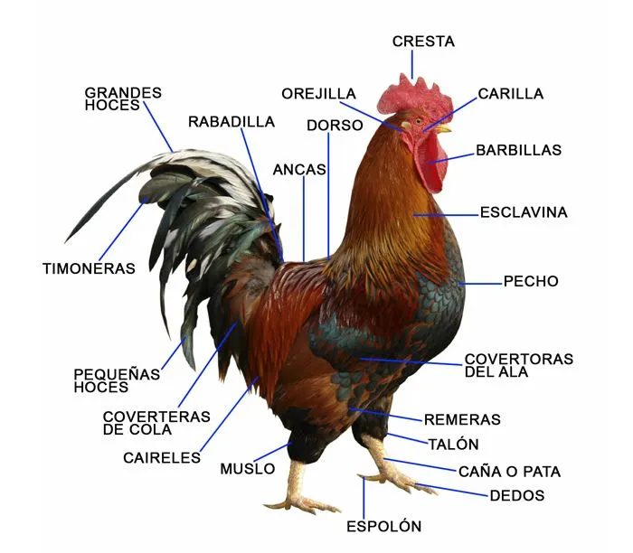 Imagen de una gallina con sus partes - Imagui