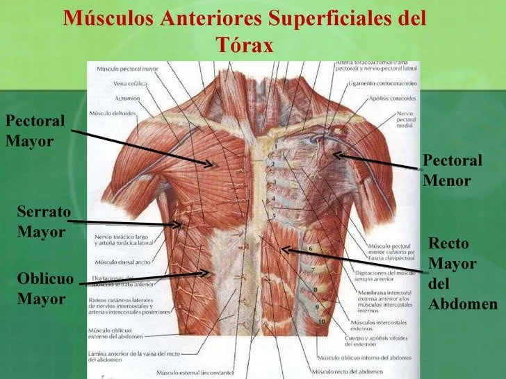 msculos-de-la-caja-torcica- ...