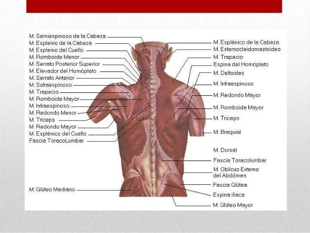 msculos-del-dorso-y-el-trax-3- ...