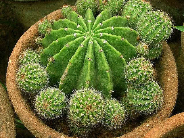 Que no se te muera el cactus! - Blogs lanacion.com