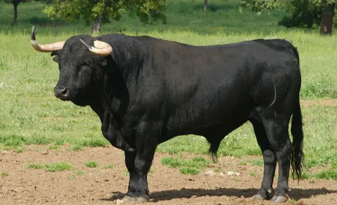 Muere corneado por un toro en Museros (Valencia) -- Qué.es --