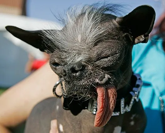 Muere el perro más feo del mundo: Duelo por la partida del famoso ...