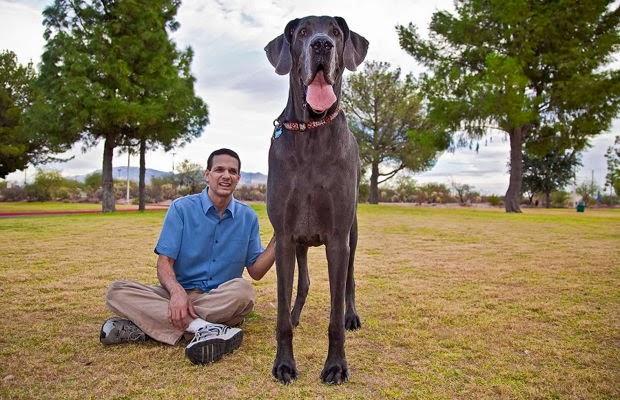 Muere el perro más grande del mundo: George el Gigante. - Paperblog