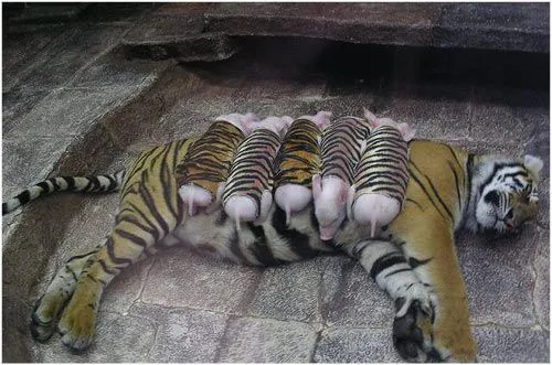 Luego de la muerte de sus cachorros recién nacidos, la tigresa ...