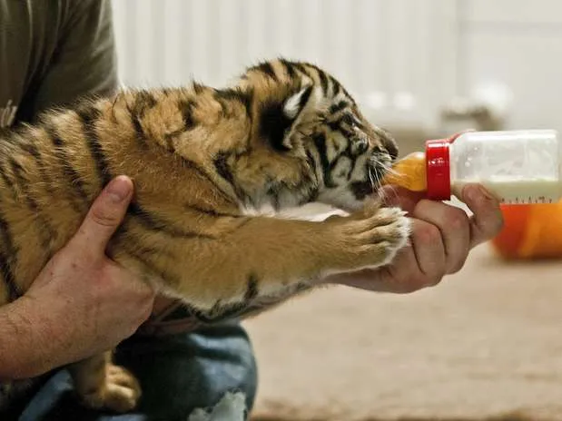 Muestran a tierno tigre bebé nacido en Hungría - Terra Chile