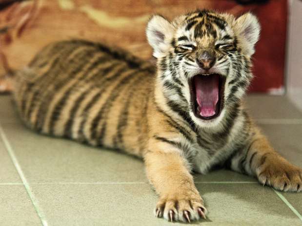 Muestran a tierno tigre bebé nacido en Hungría - Terra Chile