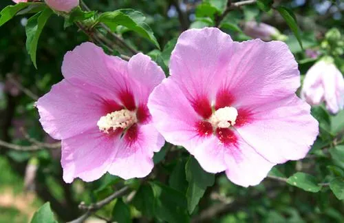 Mugunghwa (Rosa de Sharon), la flor nacional de... | Dorito Coreano