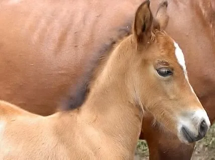 Mujer: Mi caballo galopa dentro del bolsillo