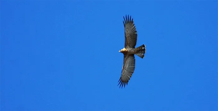 mujer-hoy-sn: Perico el águila (