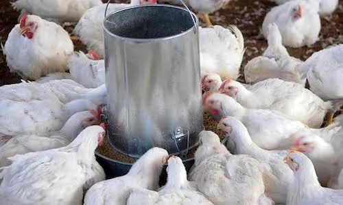 Mujeres de Arroyo Cano apuestan a granja de pollo - PhotoNews.