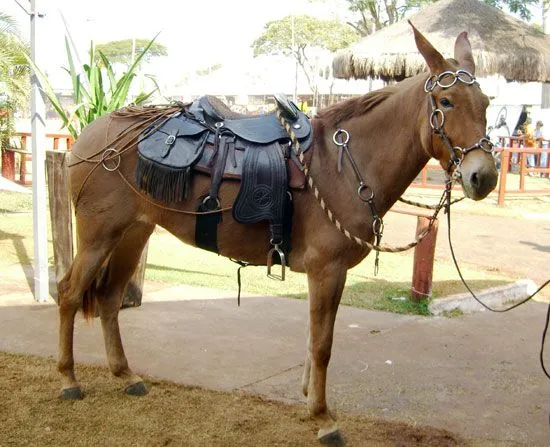 Mula (Equus africanus x ferus)